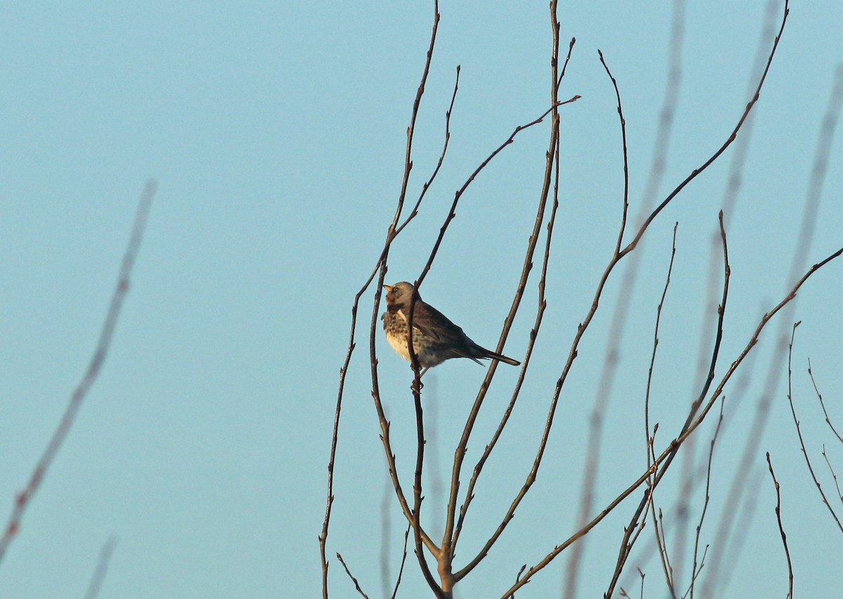 Fieldfare - ML615359092