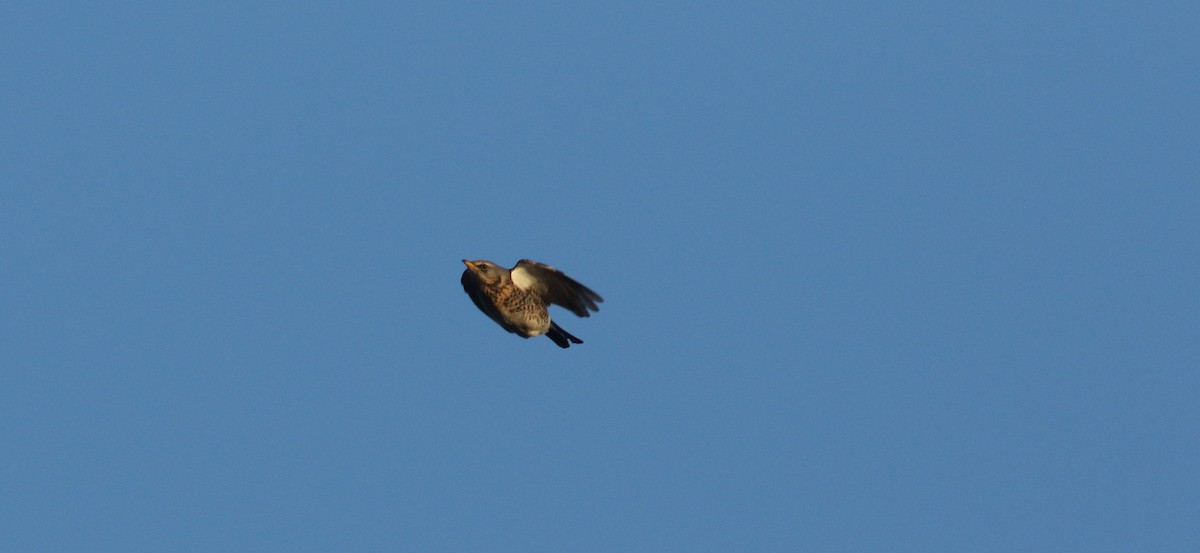Fieldfare - ML615359094