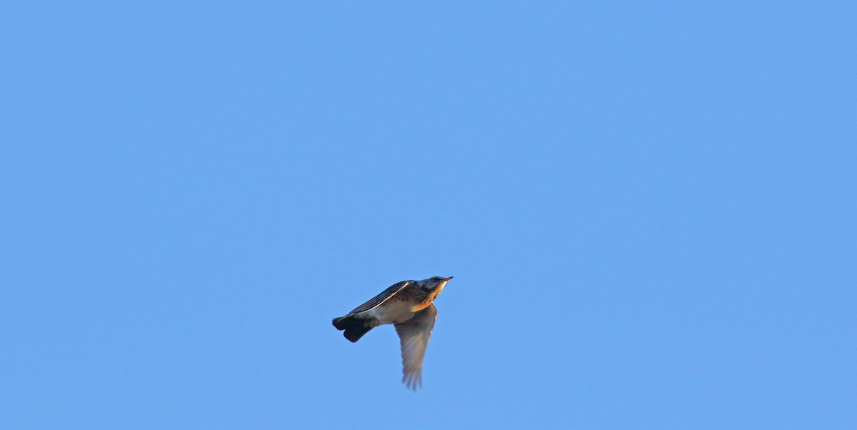Fieldfare - ML615359095