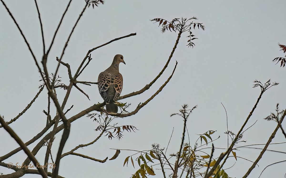 Oriental Turtle-Dove - ML615359118