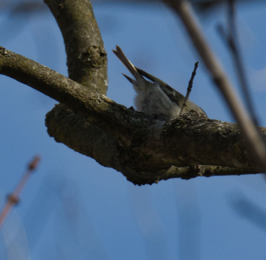 Golden-crowned Kinglet - ML615359135