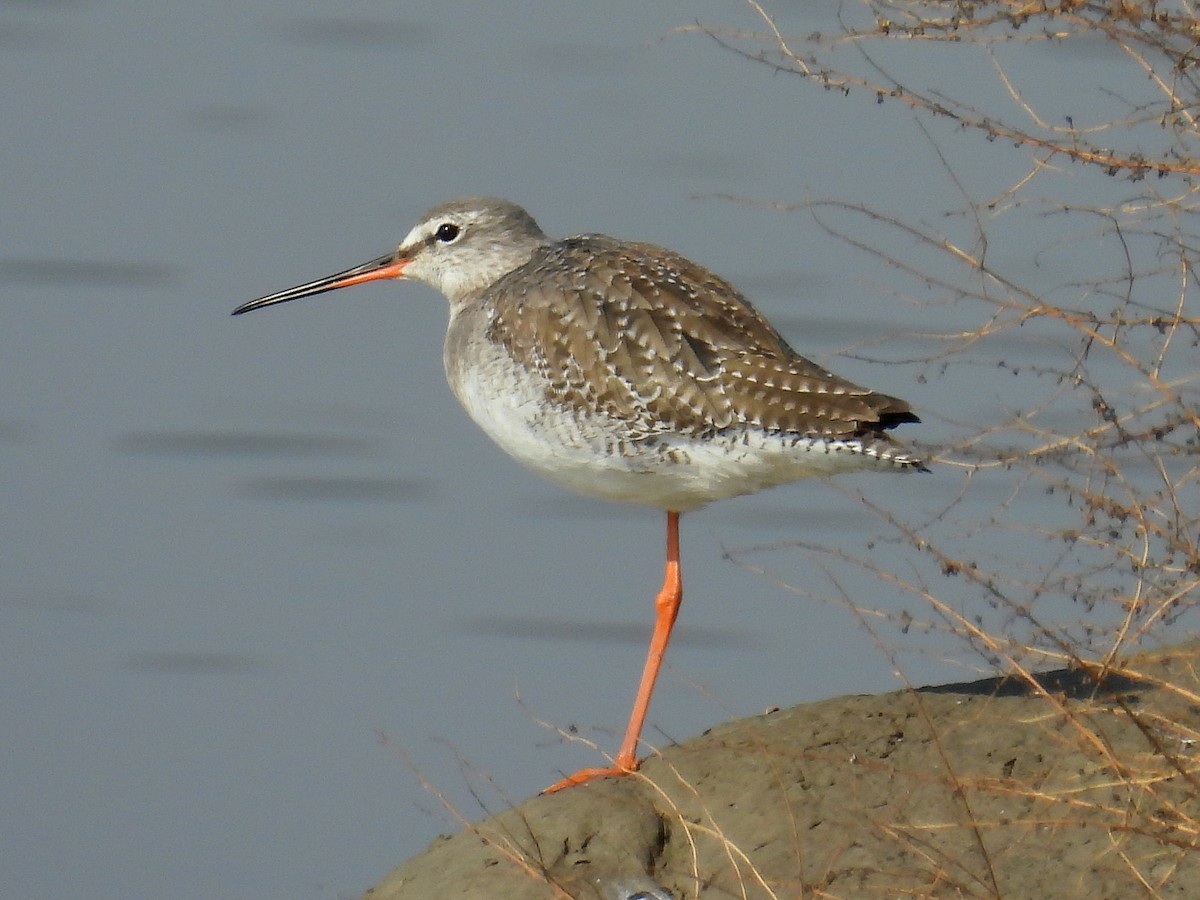 Spotted Redshank - ML615359188