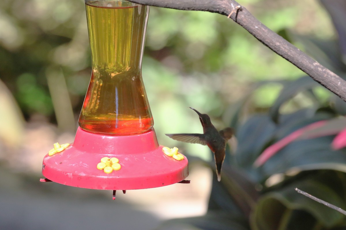 kolibřík proužkohrdlý - ML615359198