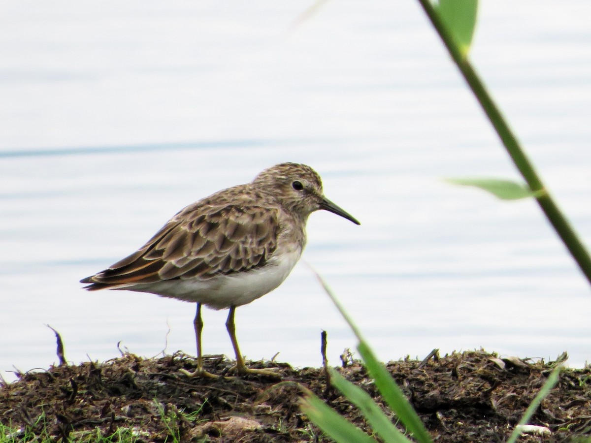 Least Sandpiper - ML615359236