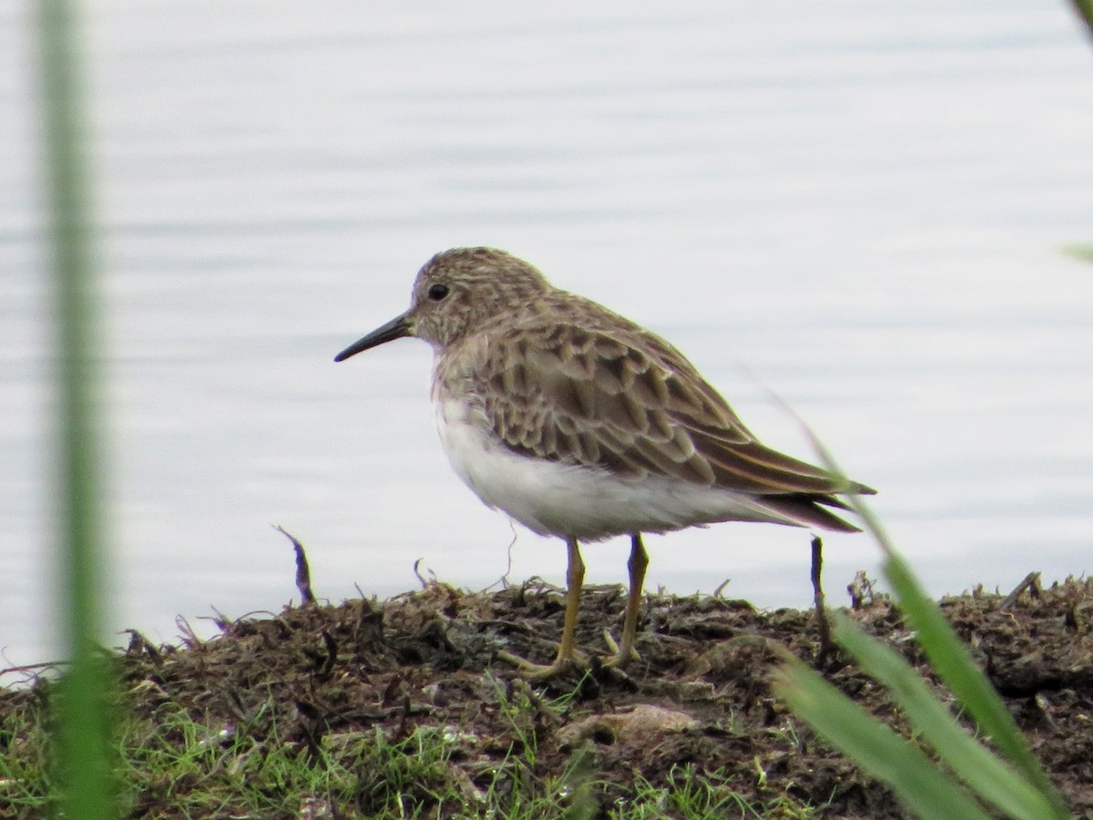 Least Sandpiper - ML615359237