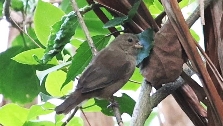 Dull-colored Grassquit - Guillermo O