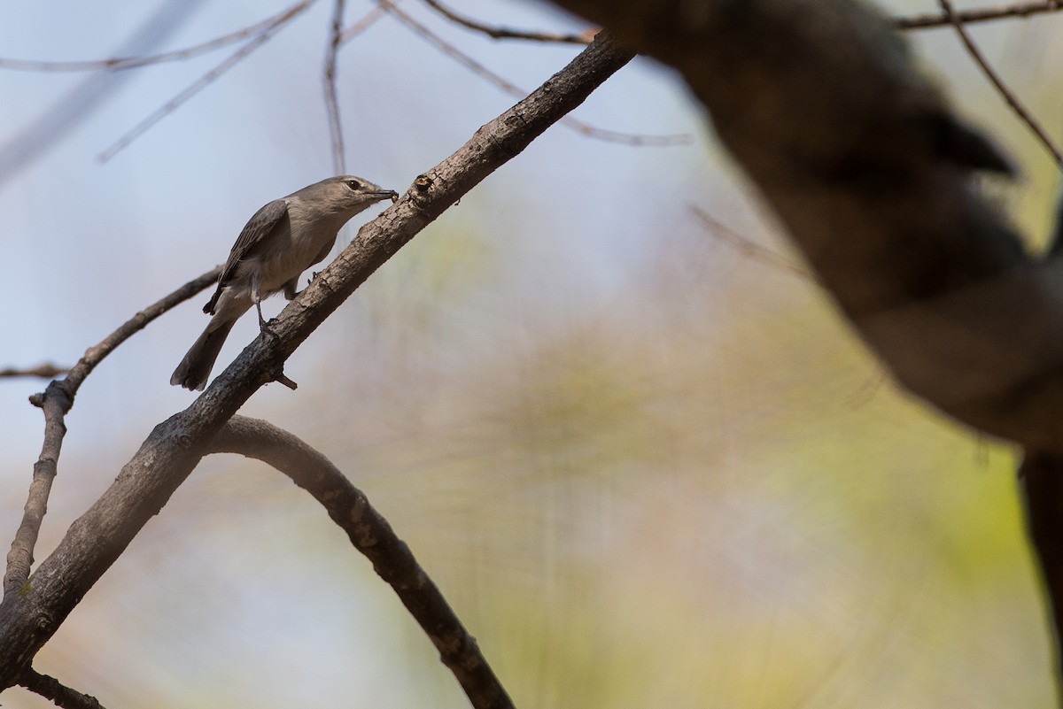 Ashy Flycatcher - Anonymous