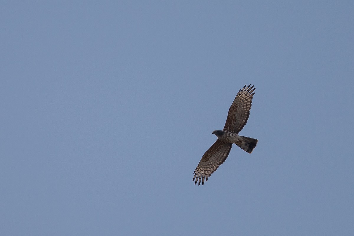 African Cuckoo-Hawk - ML615359370