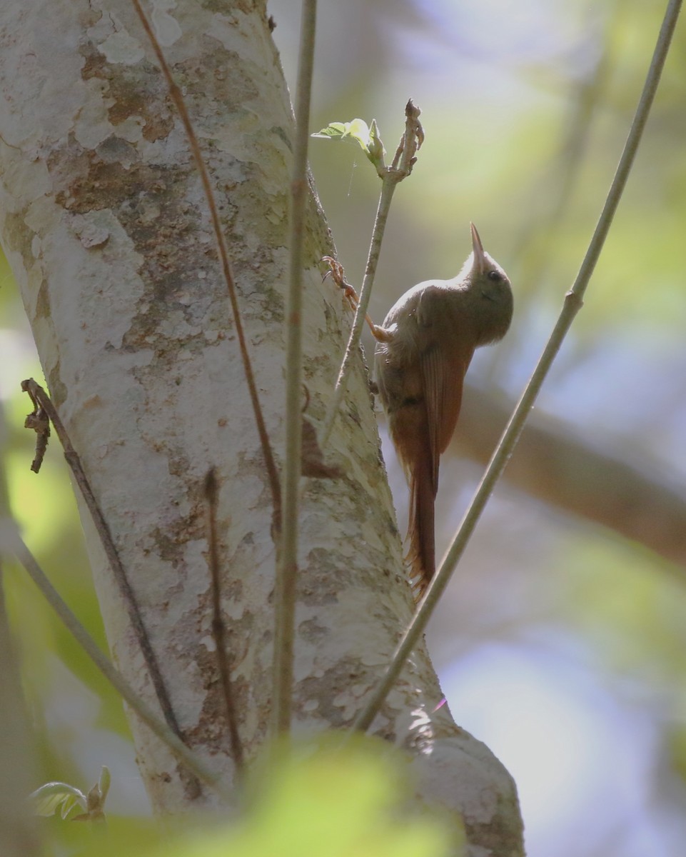 Olivaceous Woodcreeper - David Rupp