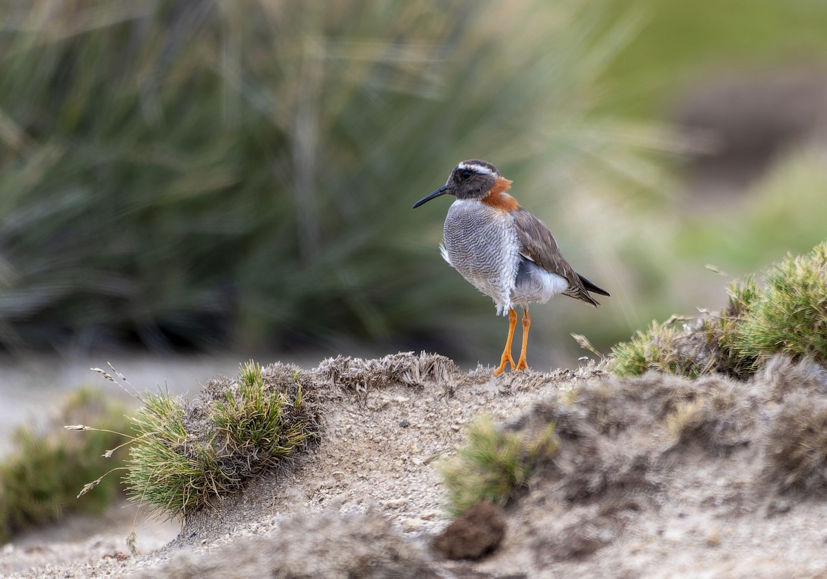 Diademed Sandpiper-Plover - David F. Belmonte