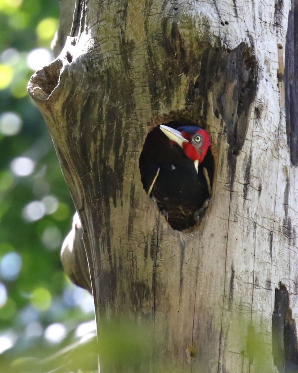 Pale-billed Woodpecker - David Rupp