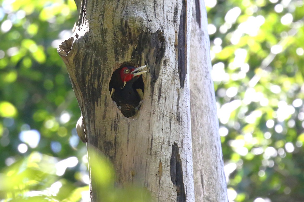 Pale-billed Woodpecker - David Rupp