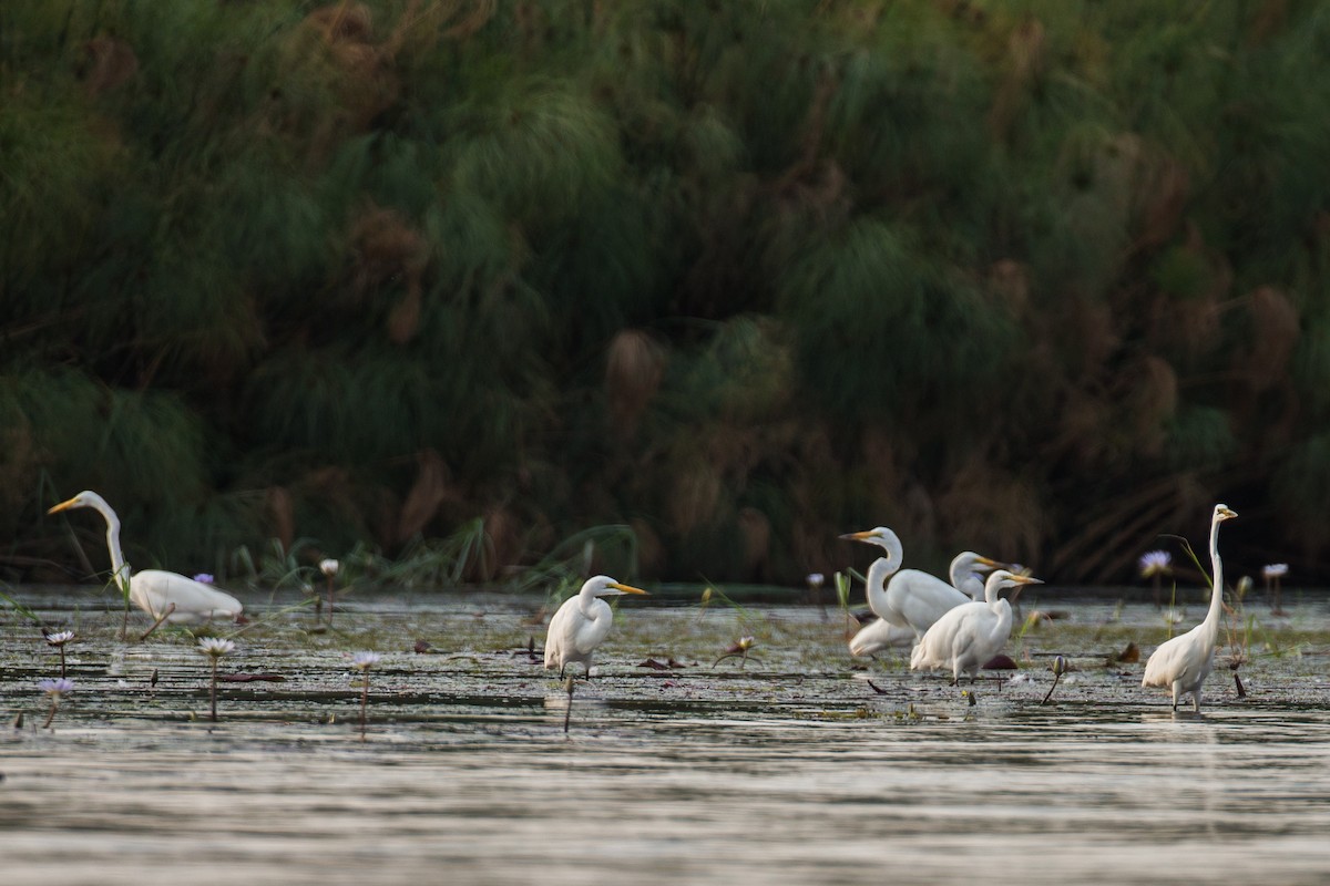 Great Egret - ML615359492