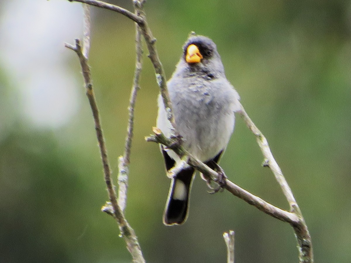 Band-tailed Seedeater - Hector Cadena