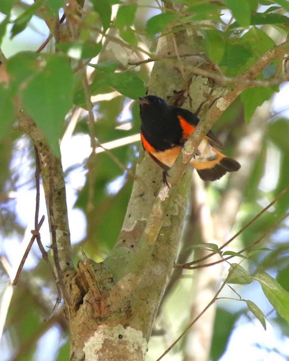 American Redstart - David Rupp