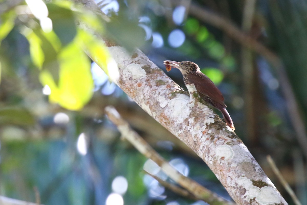 Ivory-billed Woodcreeper - David Rupp