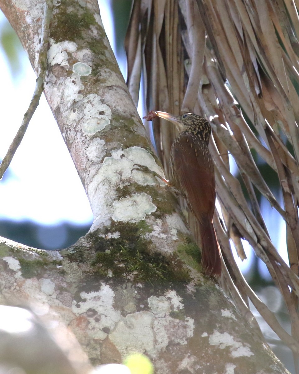 Ivory-billed Woodcreeper - David Rupp