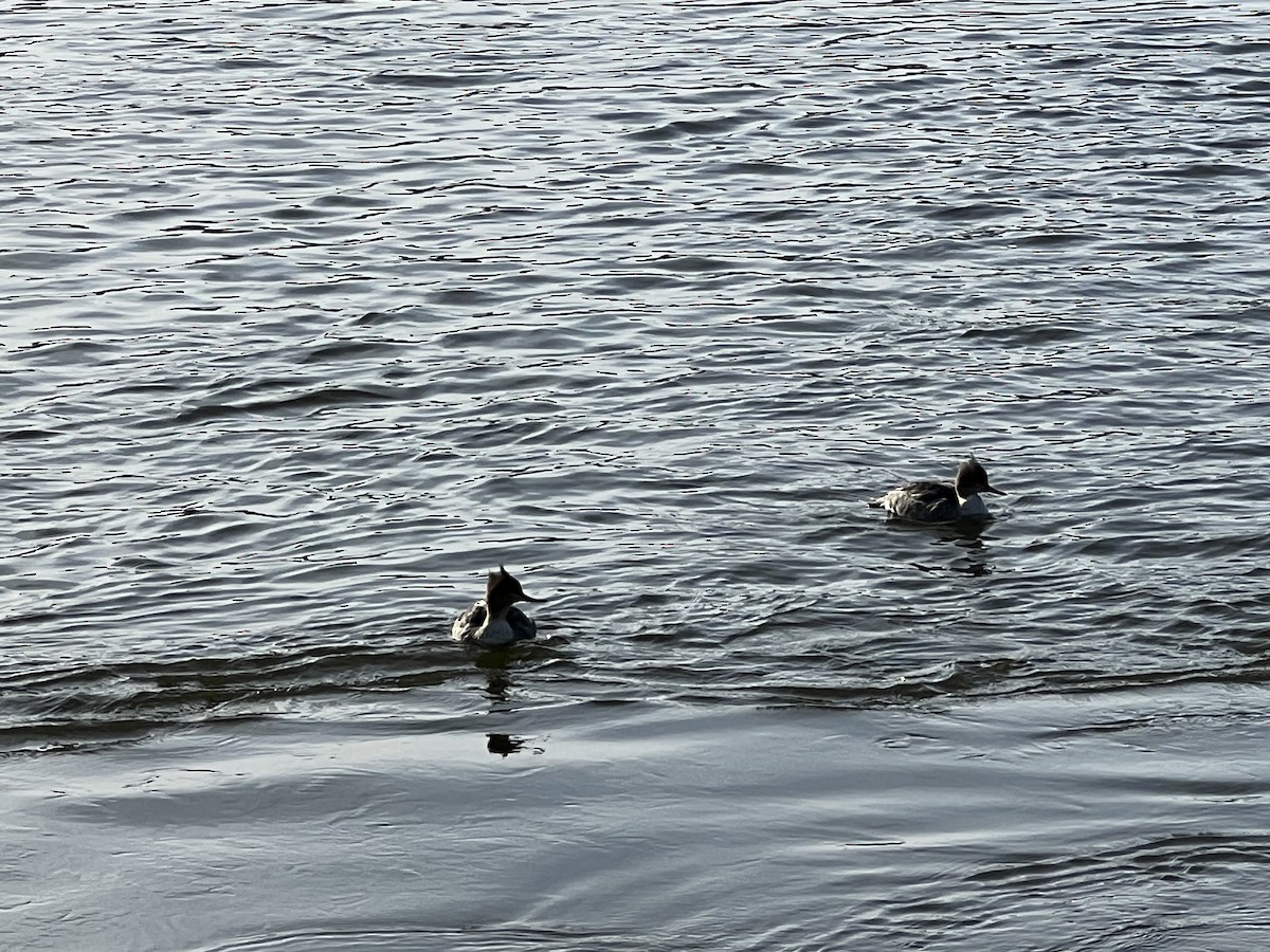 Red-breasted Merganser - ML615359543