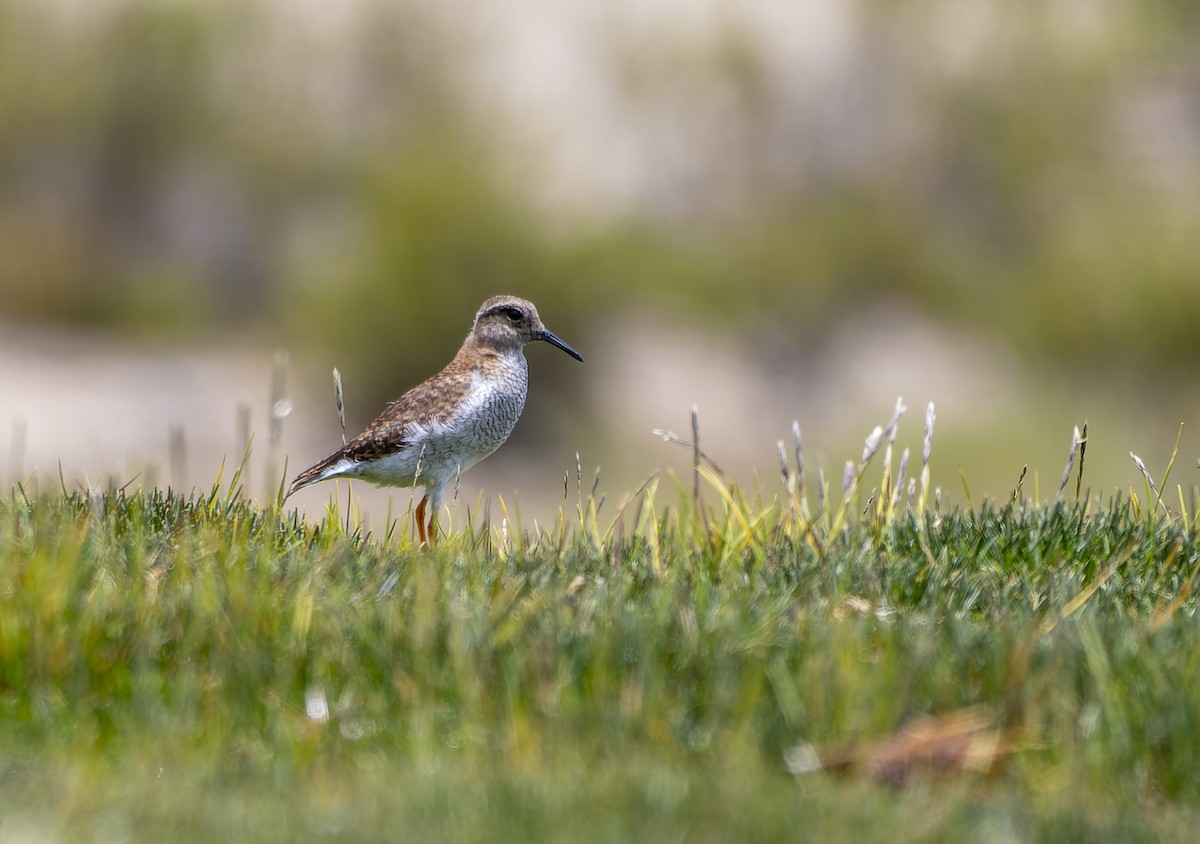 Diademed Sandpiper-Plover - ML615359544