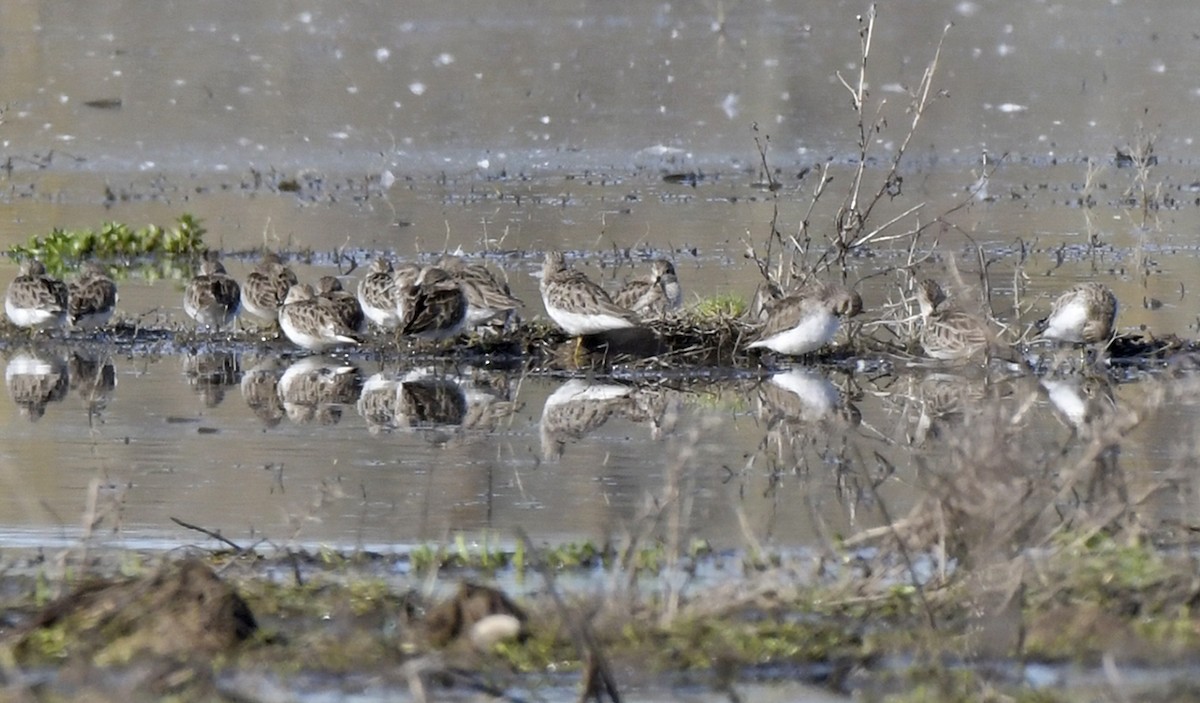 Least Sandpiper - ML615359575