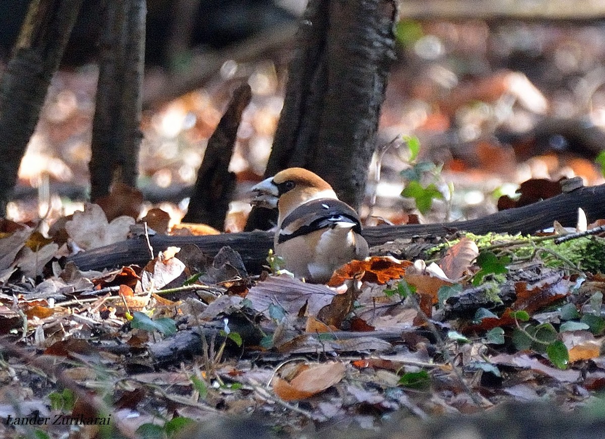 Hawfinch - Lander Zurikarai