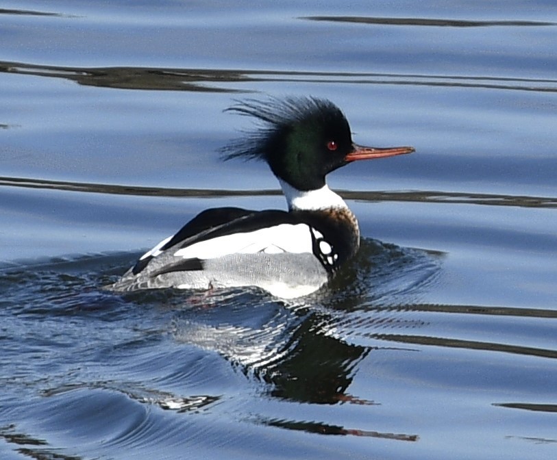 Red-breasted Merganser - ML615359673