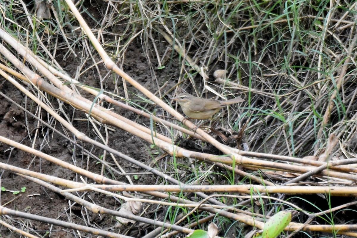 Dusky Warbler - ML615359683