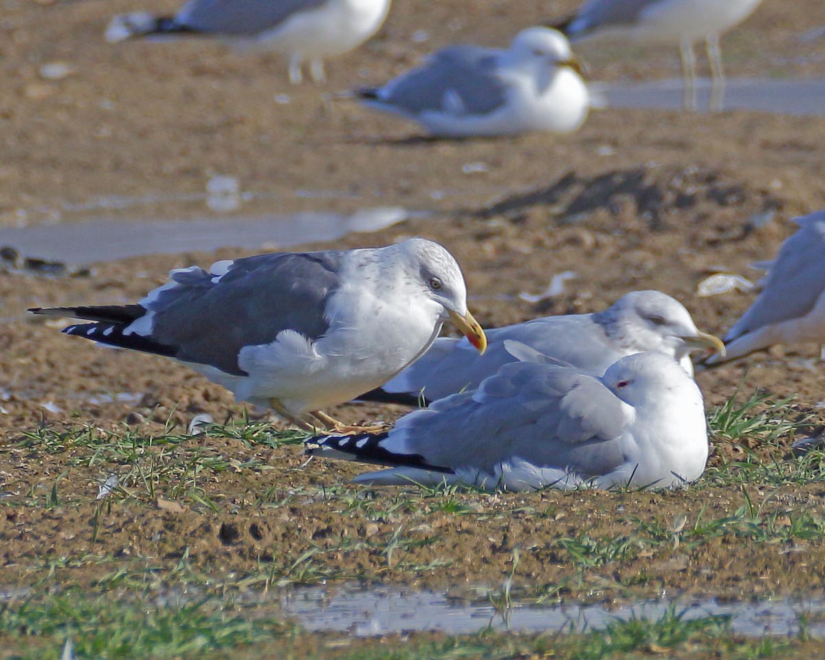 Lesser Black-backed Gull - Keith Carlson