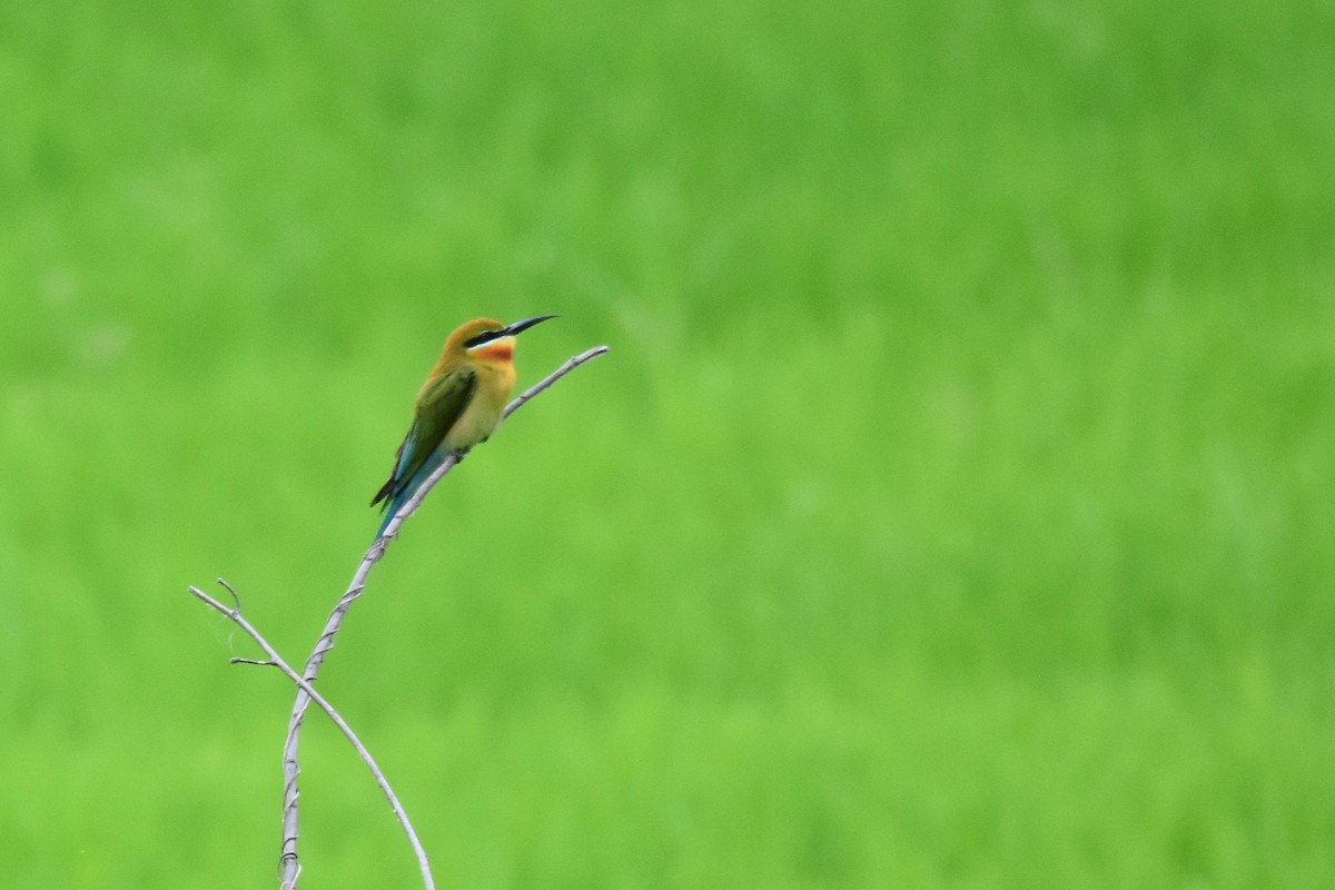 Blue-tailed Bee-eater - ML615359705