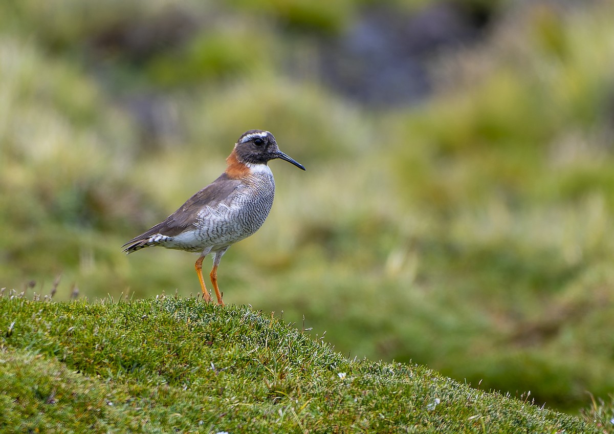 Diademed Sandpiper-Plover - ML615359717