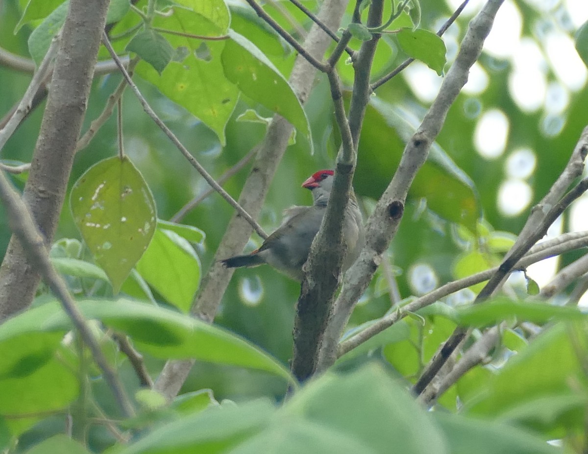 Red-browed Firetail - ML615359765