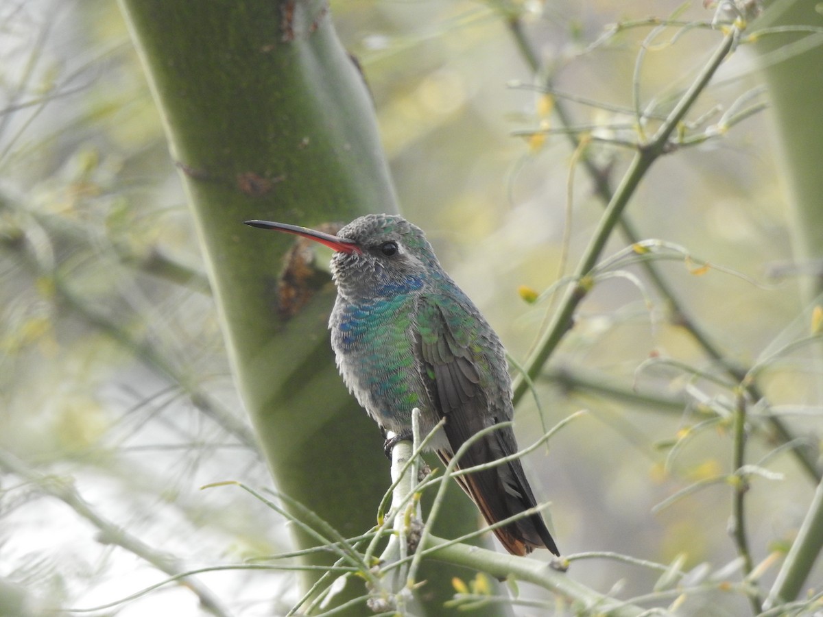 Broad-billed Hummingbird - ML615359882