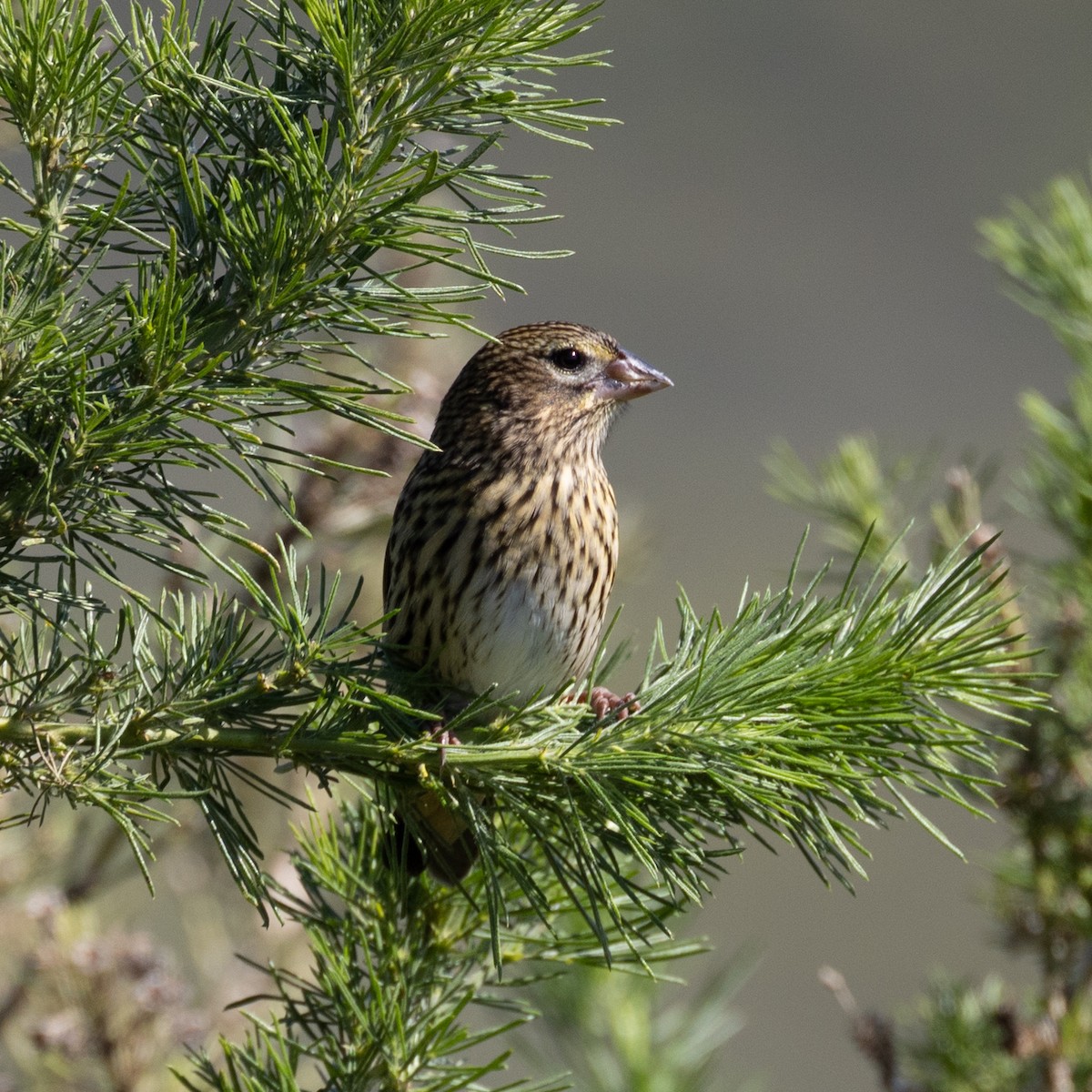 Sarı Belli Piskopos [capensis grubu] - ML615359933