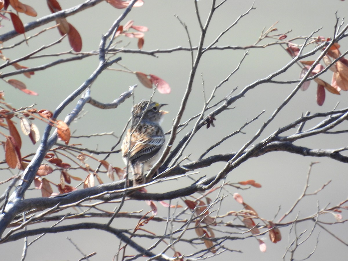 Grassland Sparrow - ML615359960
