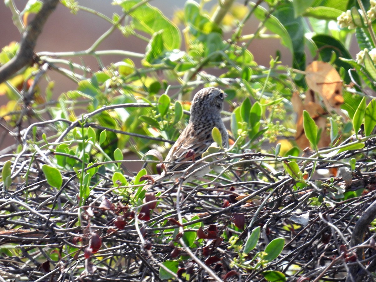 Grassland Sparrow - ML615359961