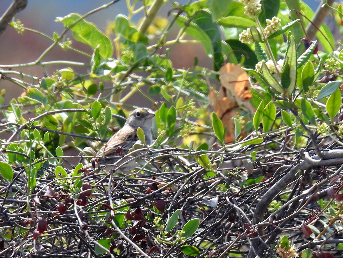 Grassland Sparrow - ML615359968