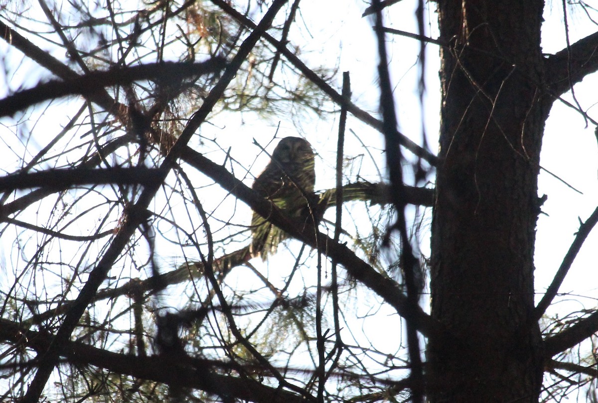 Barred Owl - ML615359973