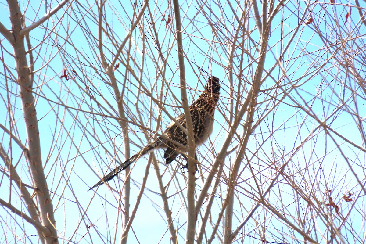 Greater Roadrunner - ML615359978