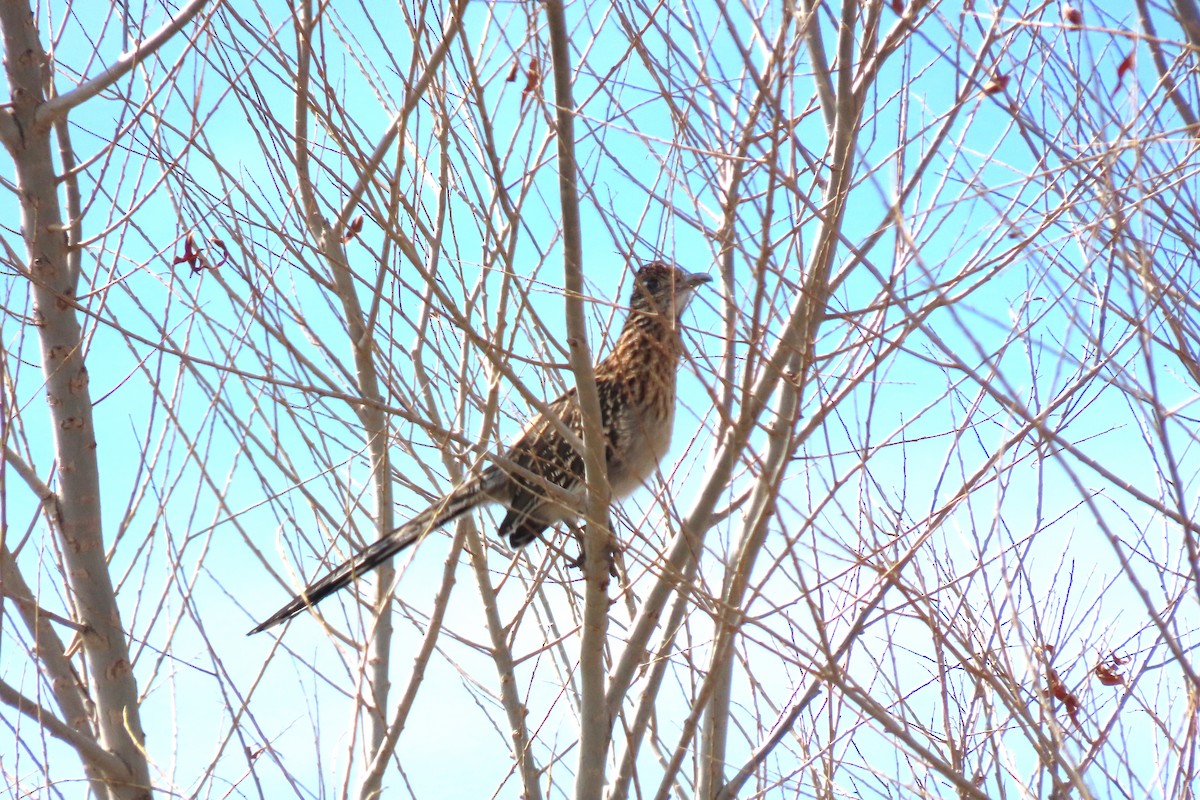 Greater Roadrunner - ML615359979