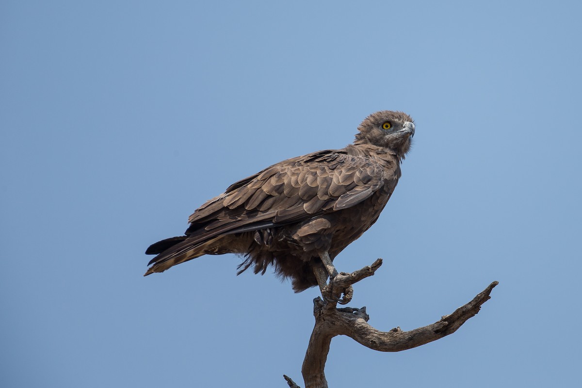Brown Snake-Eagle - Anonymous