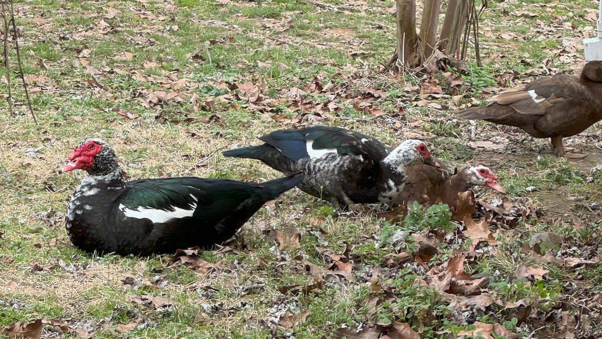 Muscovy Duck (Domestic type) - Eileen Krause