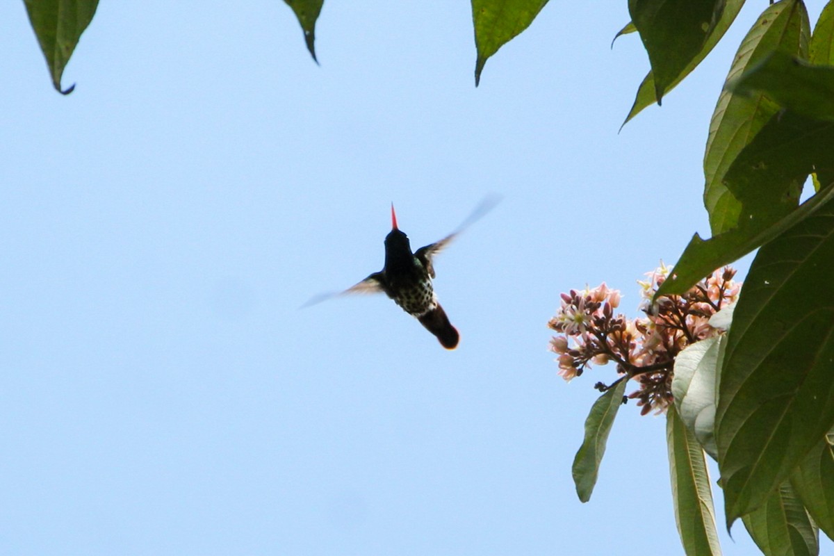 Black-crested Coquette - ML615360042