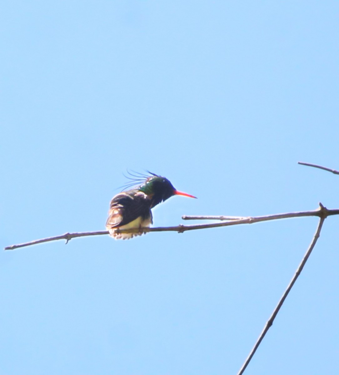 Black-crested Coquette - Richard Harris