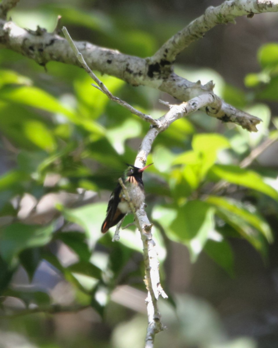 Black-crested Coquette - Richard Harris