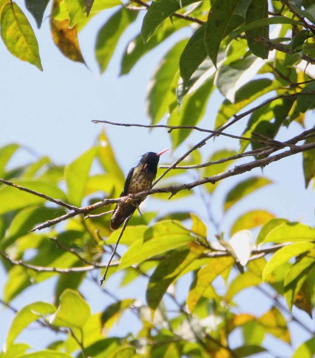 Black-crested Coquette - ML615360054