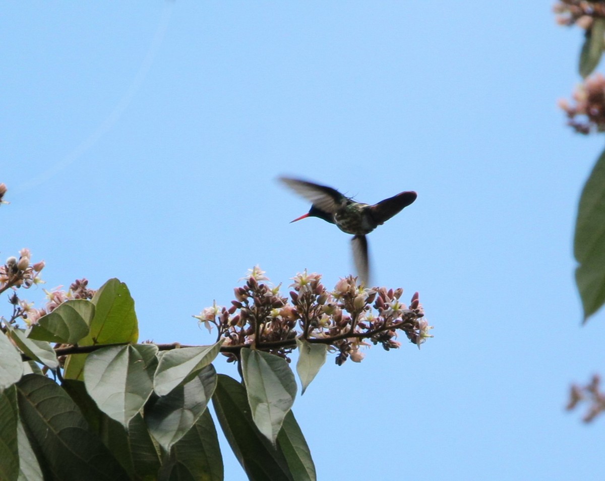 Black-crested Coquette - ML615360055