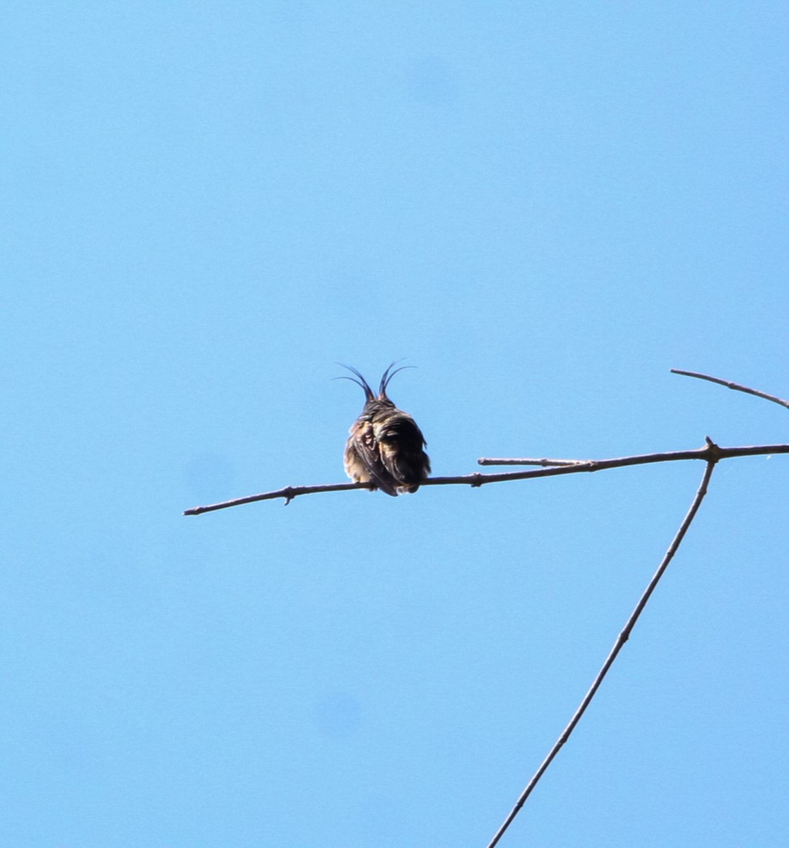 Black-crested Coquette - ML615360059