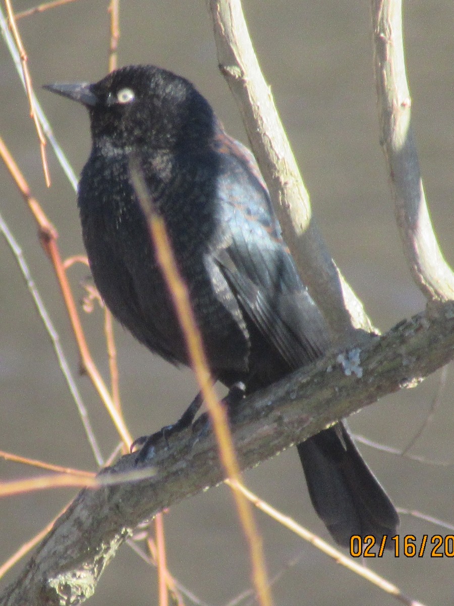 Common Grackle - Wendy Sykora