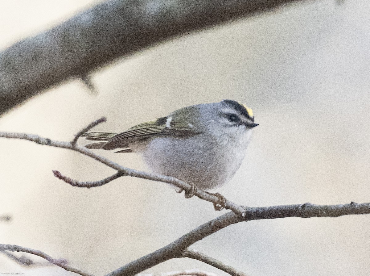 Golden-crowned Kinglet - ML615360128