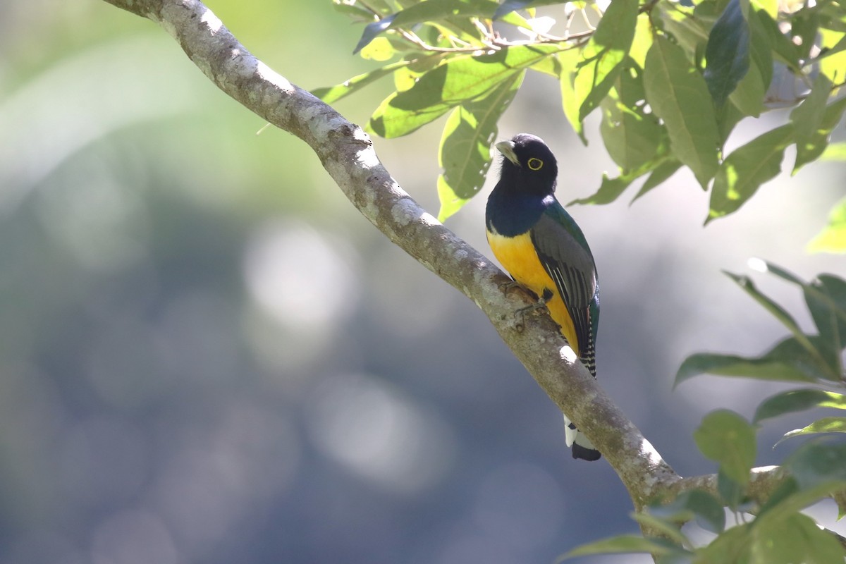 trogon podvazkový - ML615360141